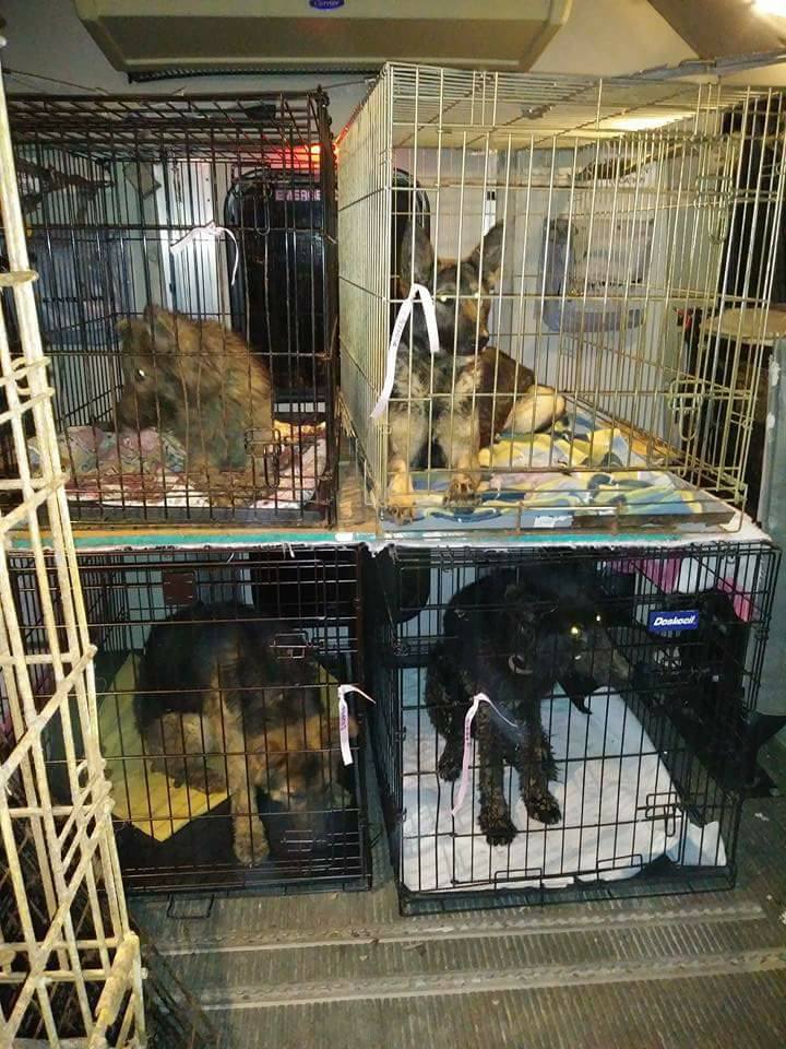 German shepherds saved from cages