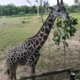 giraffe died after tragic accident