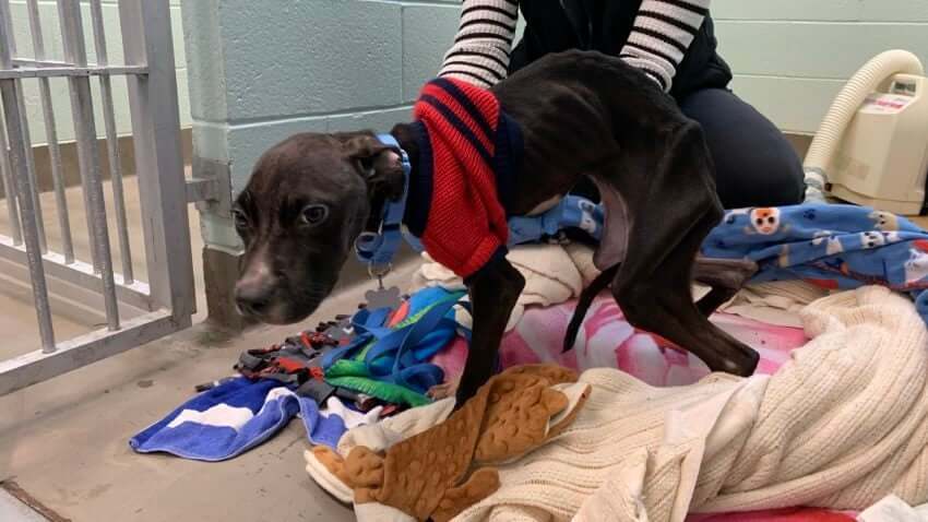 Good Samaritans facing animal cruelty charges for starved dog