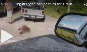 Heartbreaking update about dog dragged behind truck