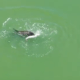 Heartbreaking video of dolphin mourning loss of her baby