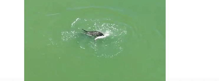 Heartbreaking video of dolphin mourning loss of her baby