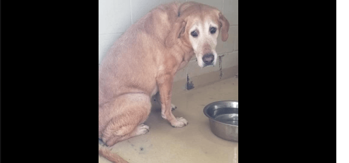Heartbroken senior dog given up by family