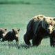 cubs orphaned, hikers shot mother bear