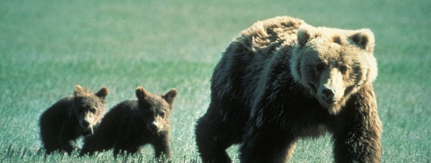 cubs orphaned, hikers shot mother bear