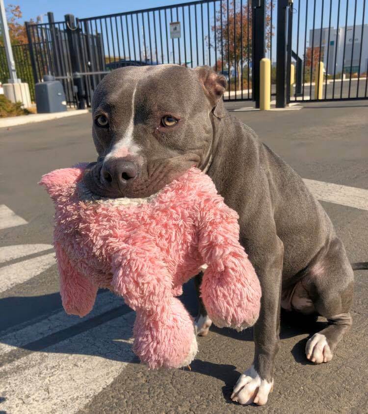 dog and stuffie in need of a loving home