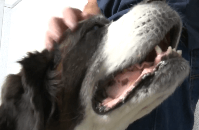 special home needed for dying dog