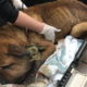 Horribly neglected dog rescued
