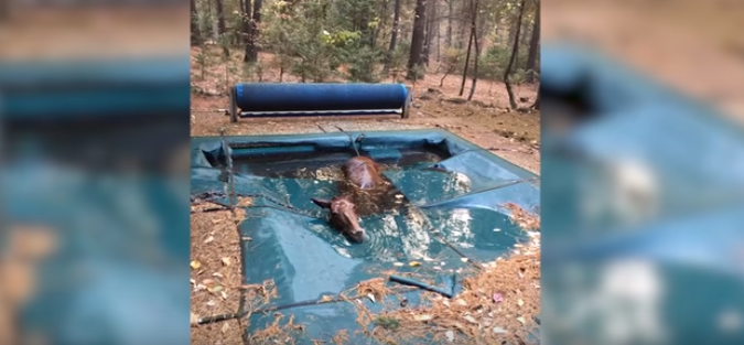 horse found tangled in pool cover