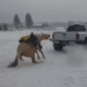 Video of horse being pulled by truck sparks investigation