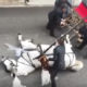 carriage horse collapsed in exhaustion