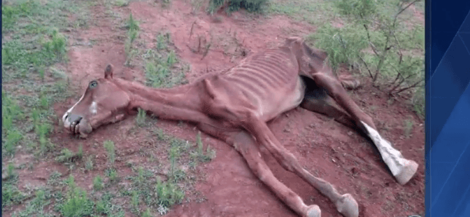 Skeletal horse starved to death