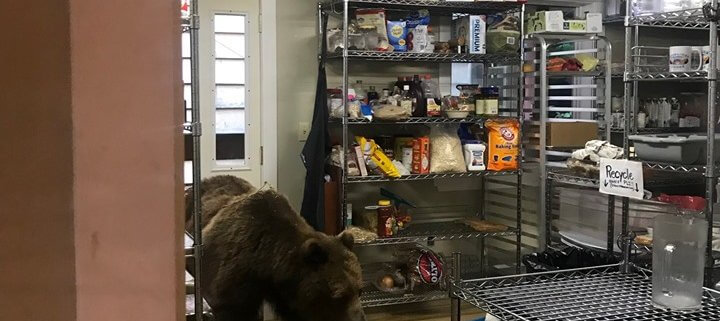 Hungry bear put down