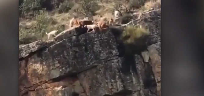 Hunting dogs and deer fall over cliff