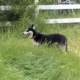 Husky impounded after killing spree