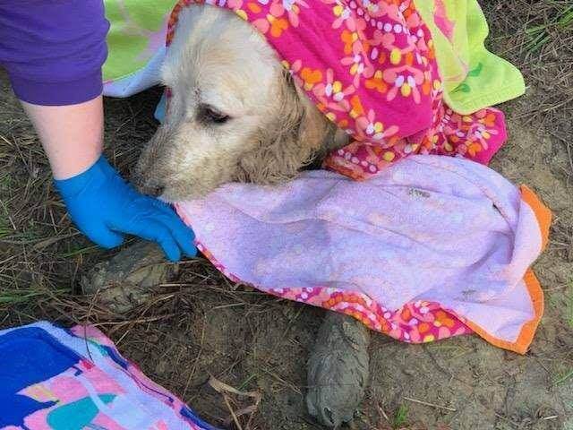 Hypothermic dog rescued
