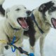 dogs quit running in Iditarod