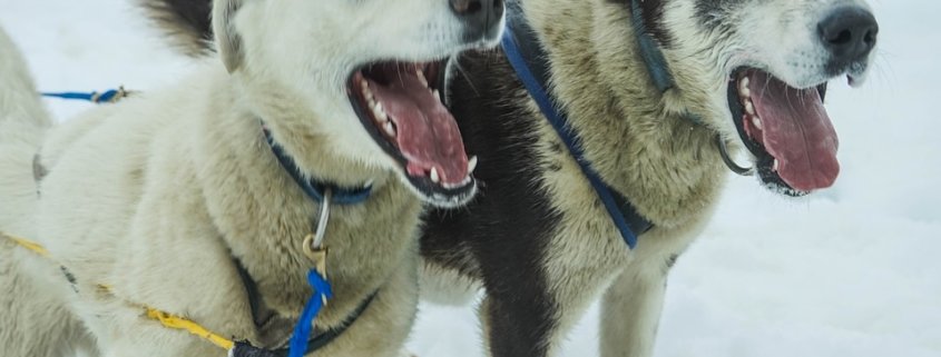 dogs quit running in Iditarod