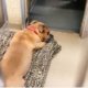 Sad dog at shelter