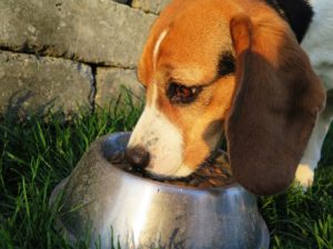 Ingredients linked to canine heart disease