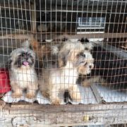 Dogs seized from inhumane puppy mill