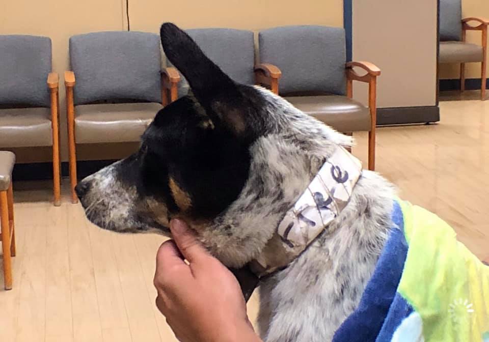 Injured dog found with 'free' on collar