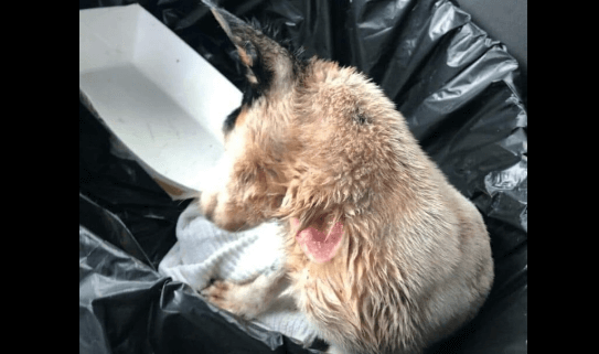 Injured puppy found in dumpster