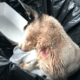 Injured puppy found in dumpster
