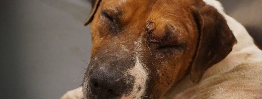 Injured stray waits for someone to love him