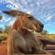 Famous kangaroo has passed away