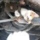 Kitten stuck in car frame for hours