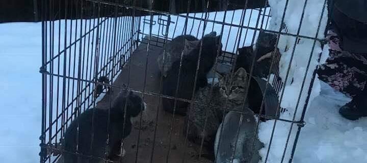Kittens and cats left to freeze to death in a cage