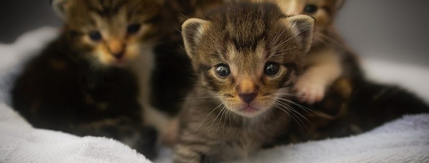 Kittens thrown from car during rush hour