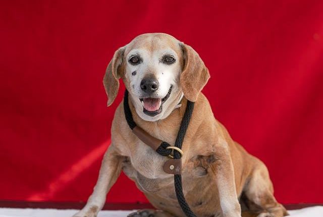 Landlord issues leave senior dog homeless Pet Rescue Report