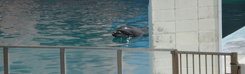 Lonely dolphin dies
