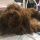 Man charged with cruelty after discovery of matted maggot-infested dog