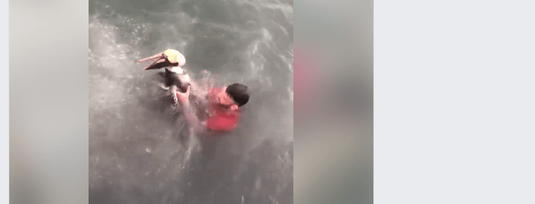 Outrage after man jumps on pelican