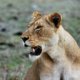 Man fatally mauled by lions at zoo
