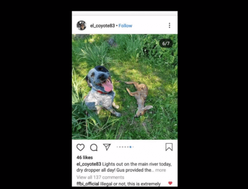 Man recorded dog killing fawn