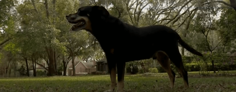 Man saved dog from coyote attack