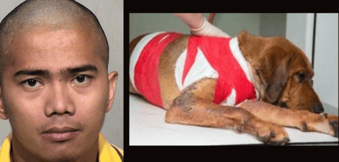 Man stabbed dog and left him for dead