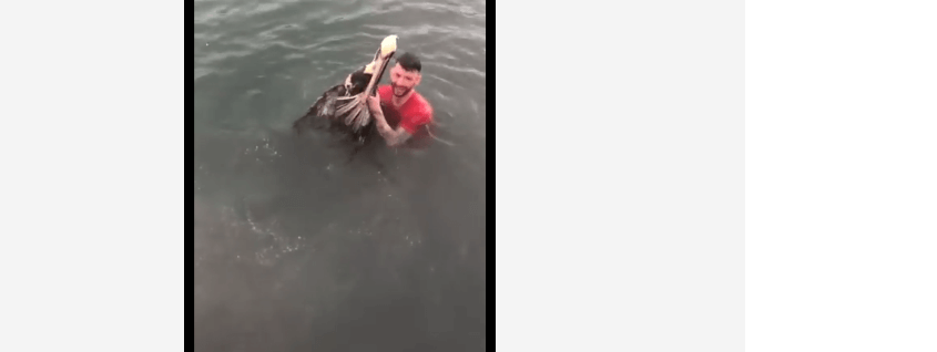 Charges expected for man who jumped on pelican
