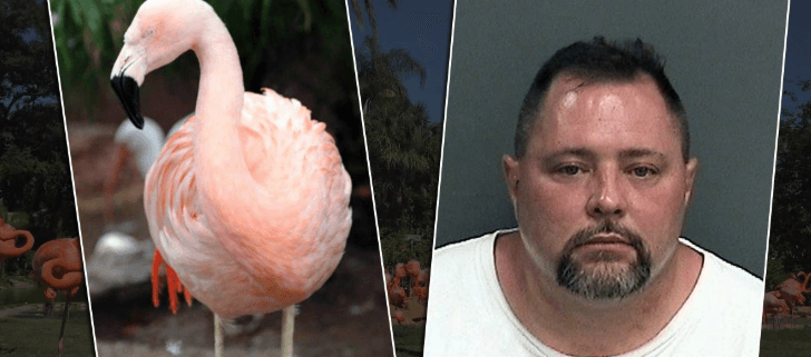 Man who killed flamingo died after being hit by a truck