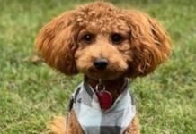 12-pound mini goldendoodle hailed as hero after waking family as fire broke out in home