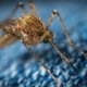 Mosquitoes are killing livestock