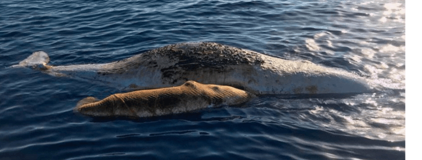 whale and calf found dead in net