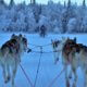 Musher withdraws from Iditarod after sled dog death