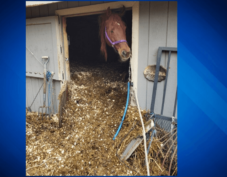 neglected horses trapped in stalls