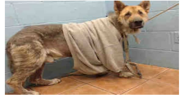 Neglected dog in dismal condition