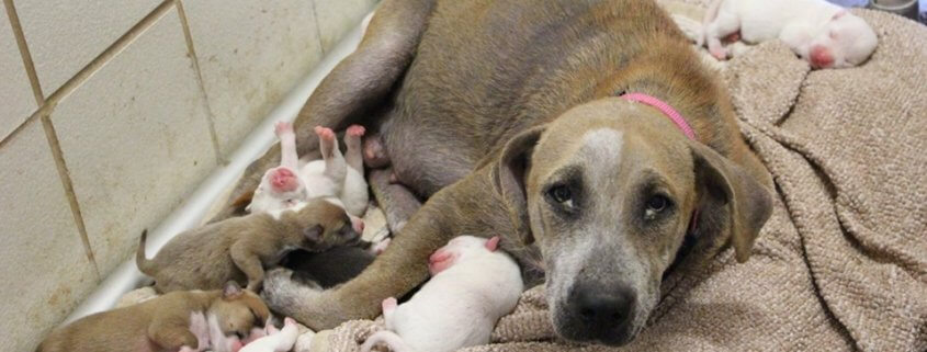 Downtrodden mom needs somewhere safe to raise her puppies